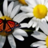 butterfly-and-daisy